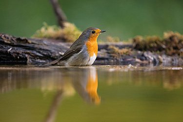 News Osterreich Office International