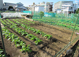 Allotment garden  in Toda-city